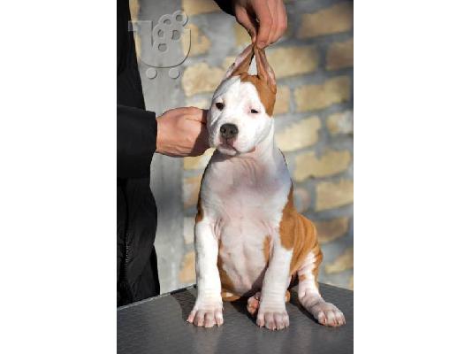 Κουτάβια American Staffordshire Terrier